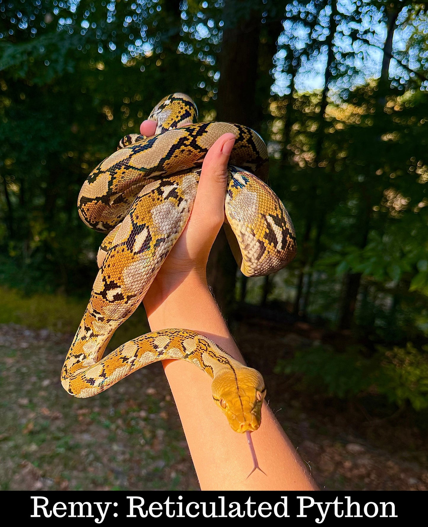 Meet Our Animal Ambassadors