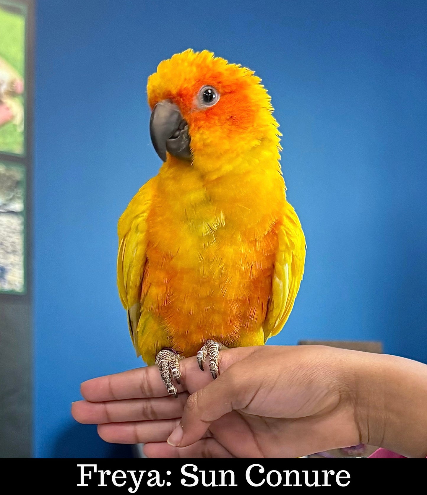 Meet Our Animal Ambassadors