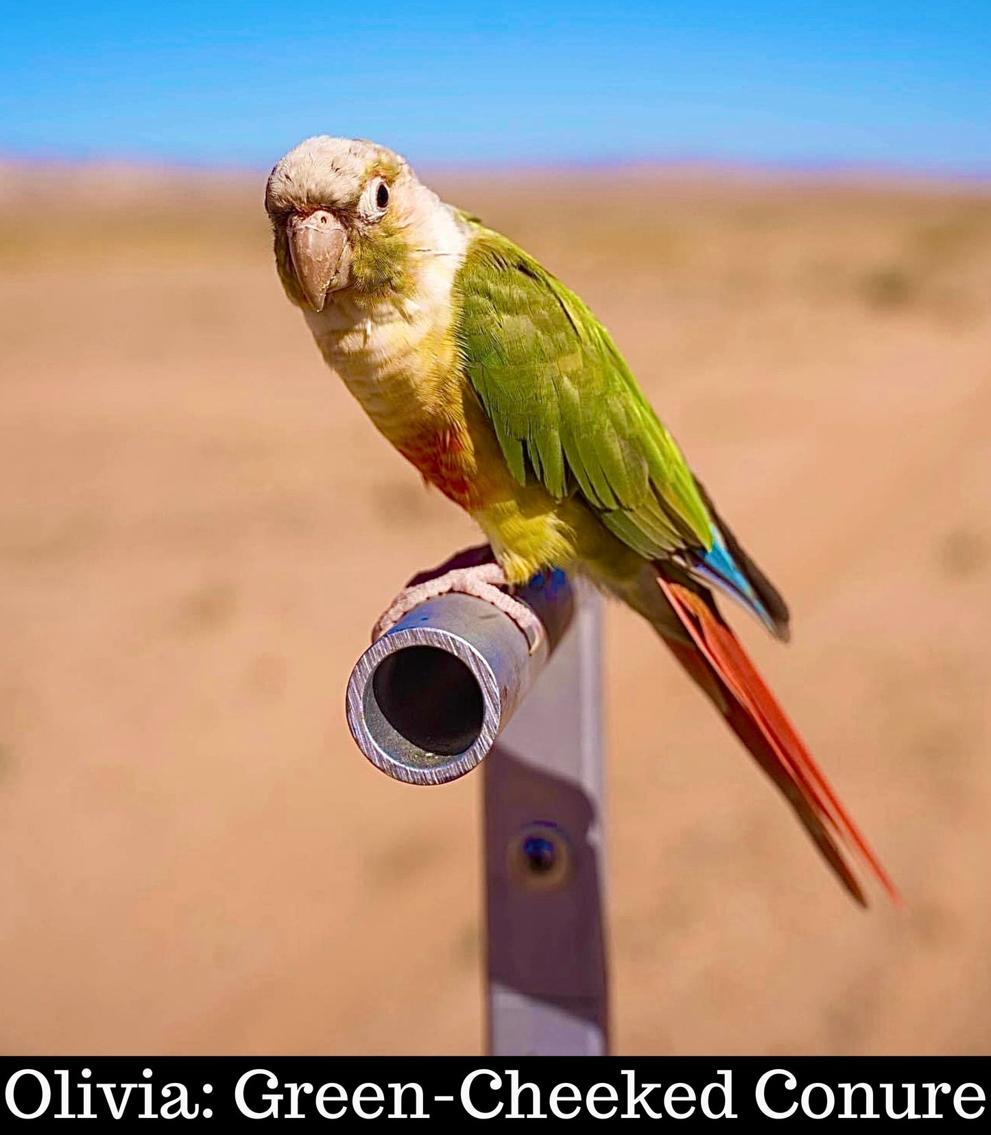 Meet Our Animal Ambassadors