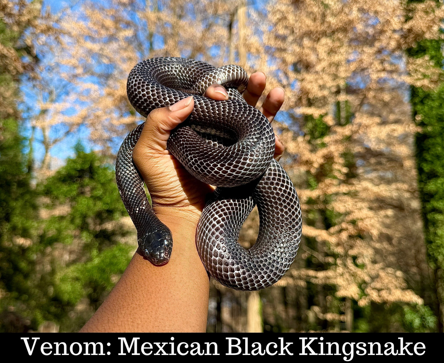Meet Our Animal Ambassadors