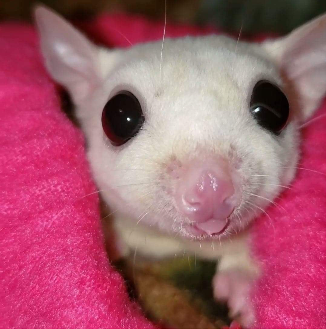 Animal Rentals