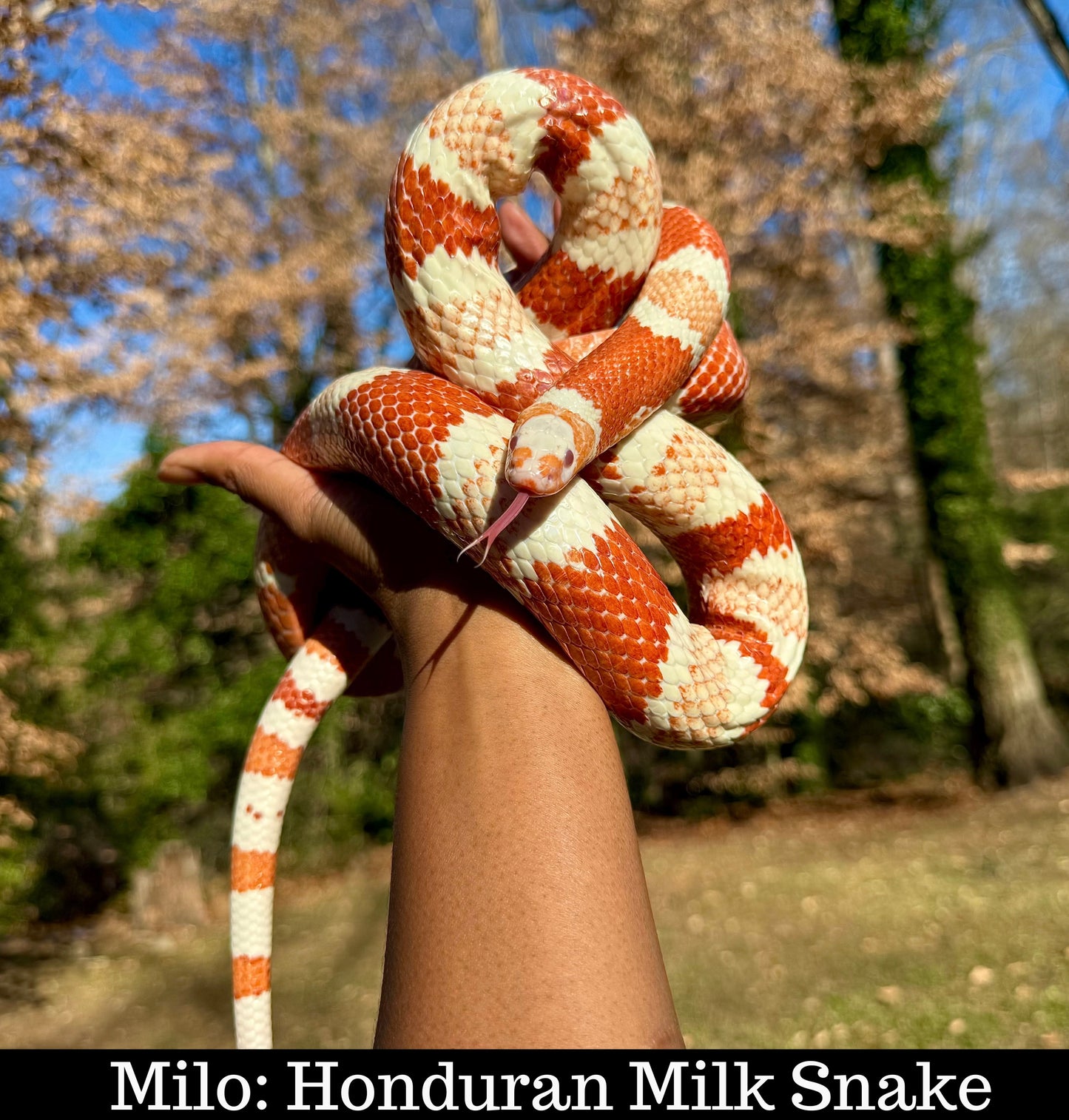 Meet Our Animal Ambassadors