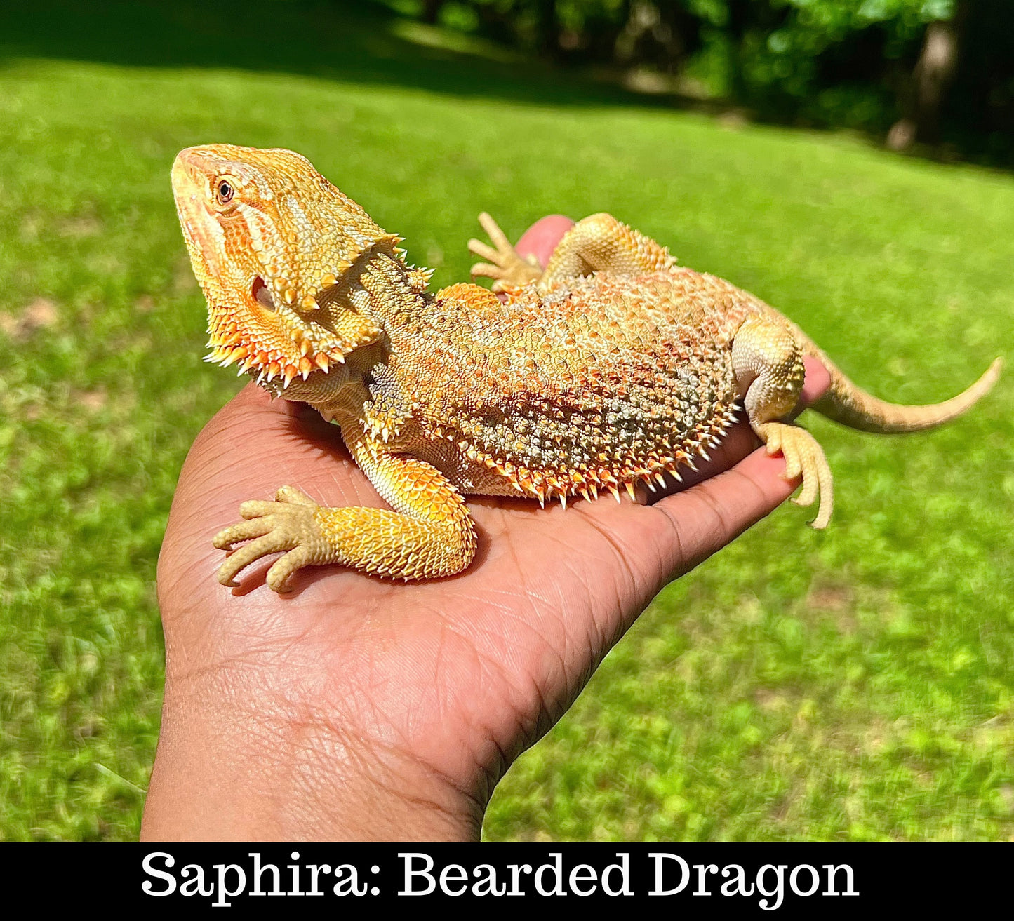 Meet Our Animal Ambassadors