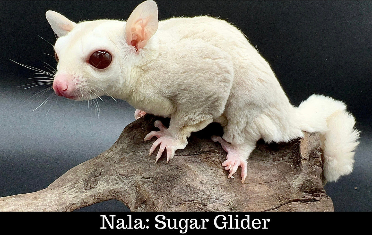 Meet Our Animal Ambassadors