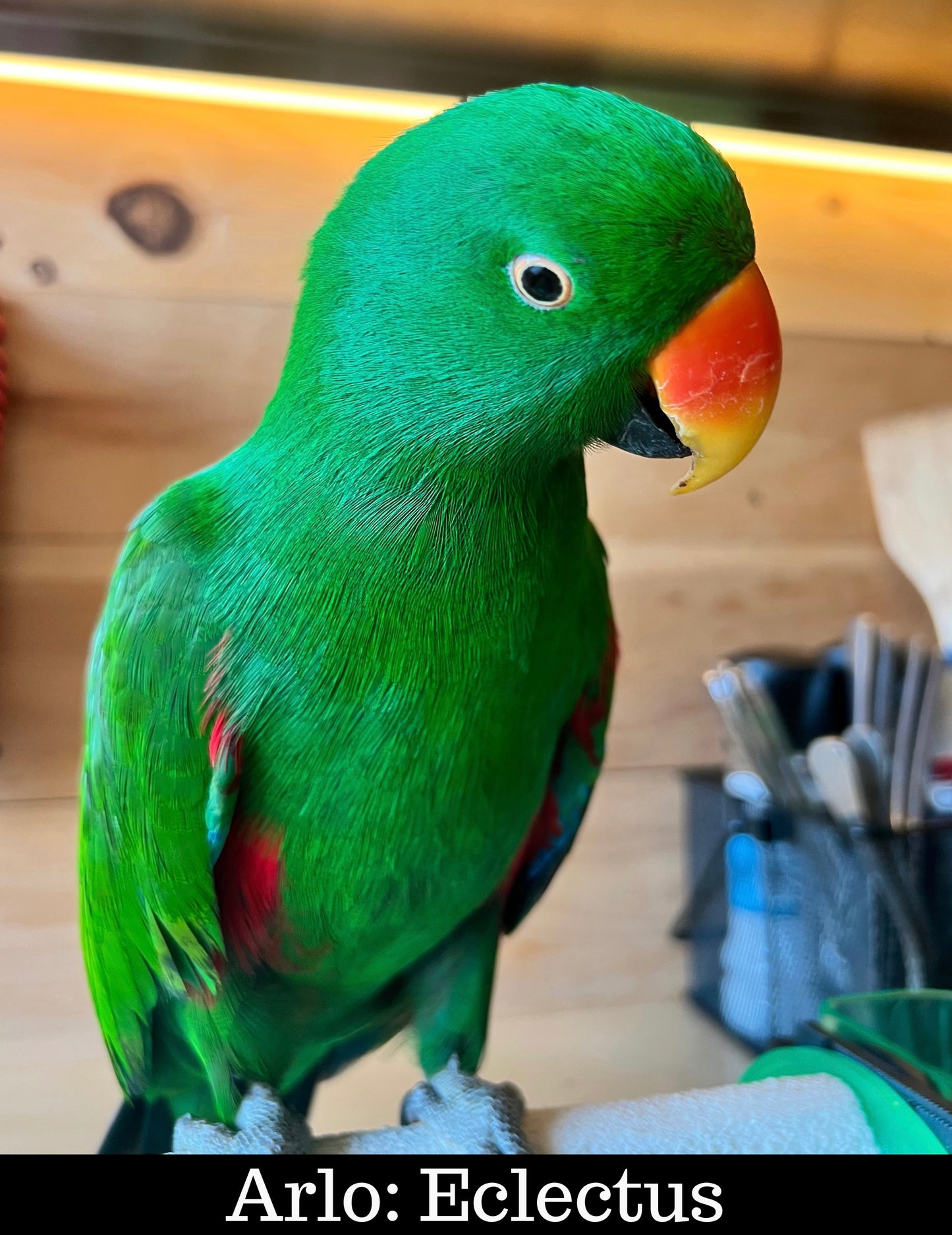 Meet Our Animal Ambassadors