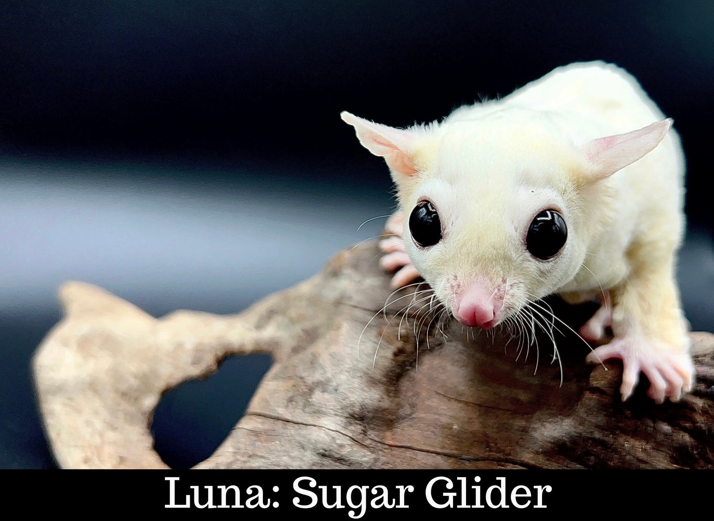 Meet Our Animal Ambassadors