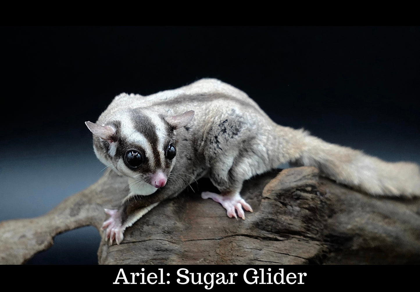 Meet Our Animal Ambassadors