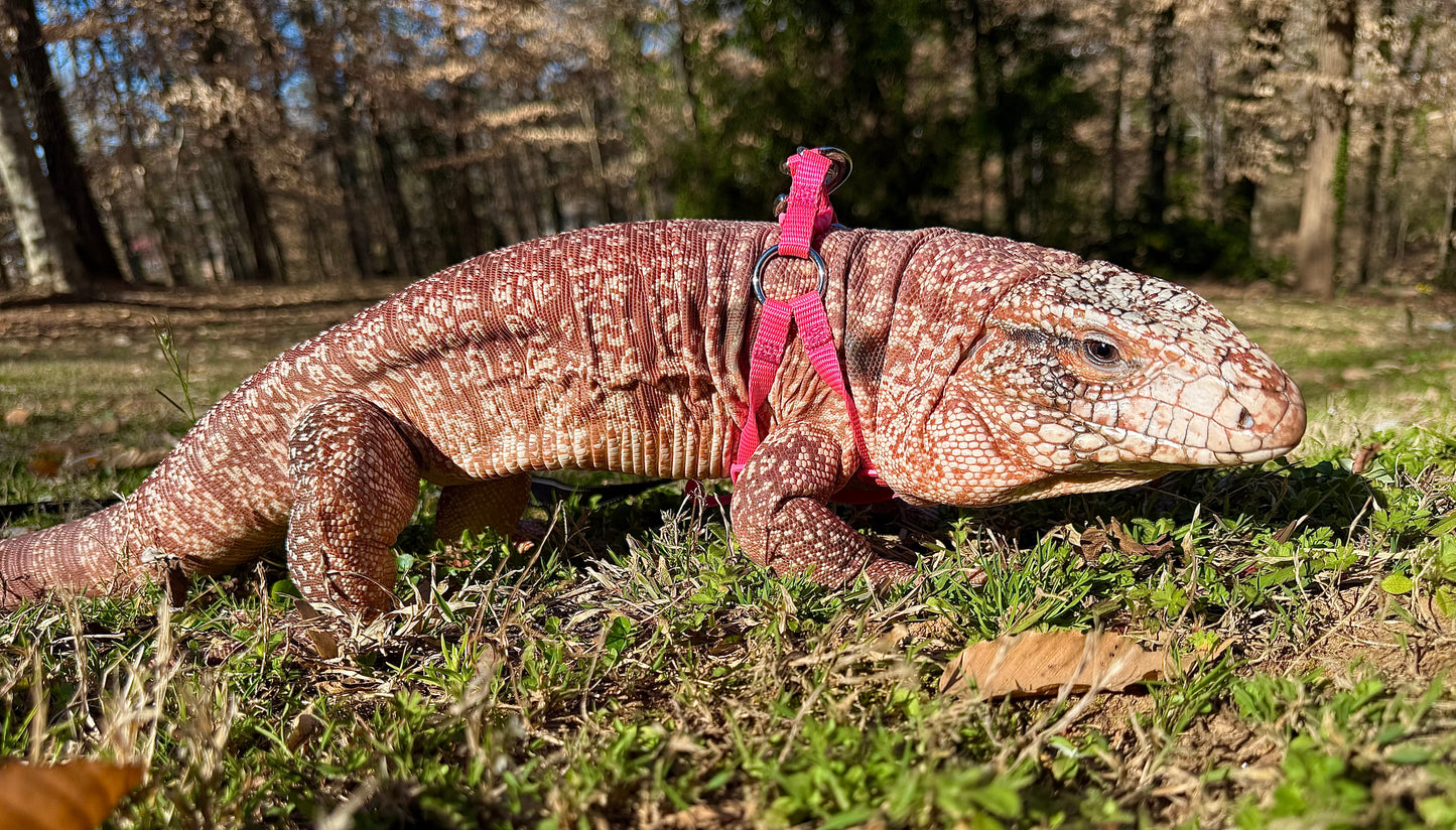 STEM in Motion: Zoology & Life Sciences Course