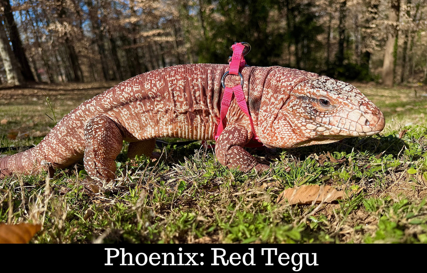 Meet Our Animal Ambassadors