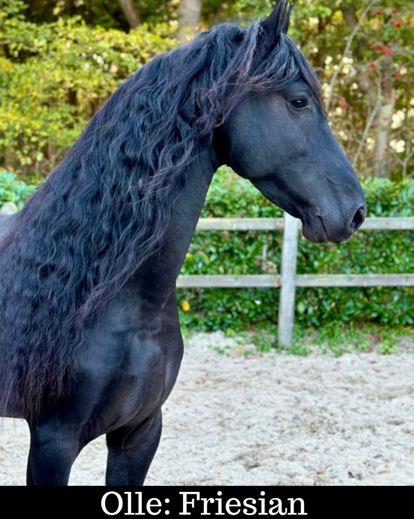 Meet Our Animal Ambassadors