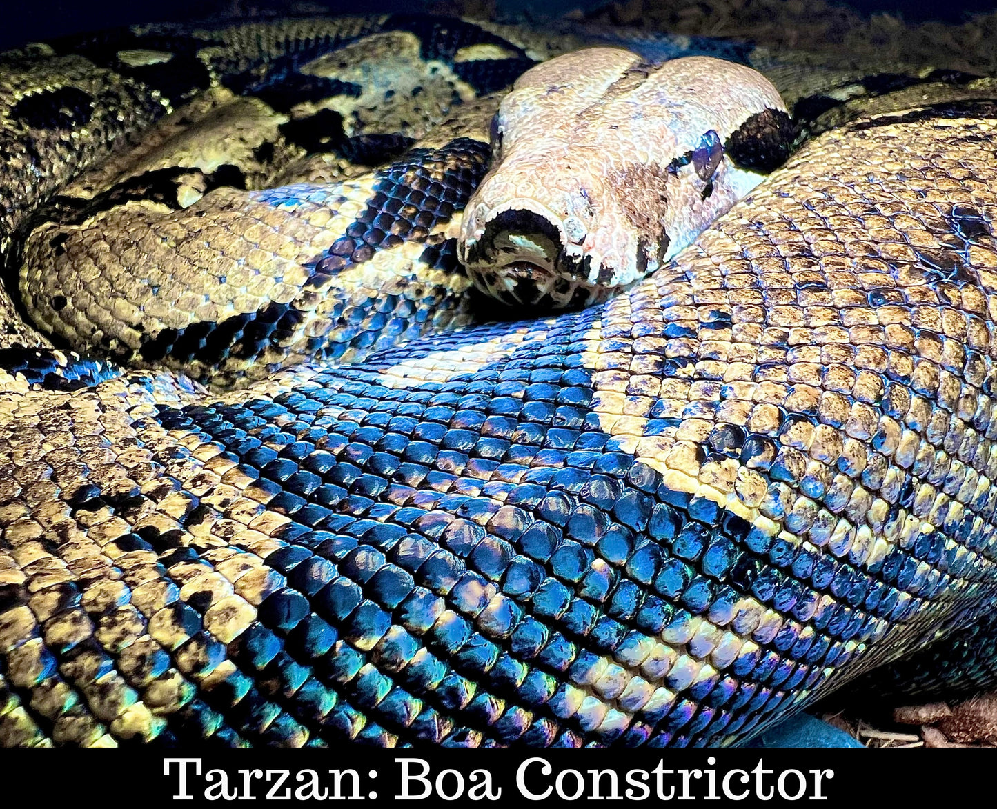 Meet Your Reading Pal’s