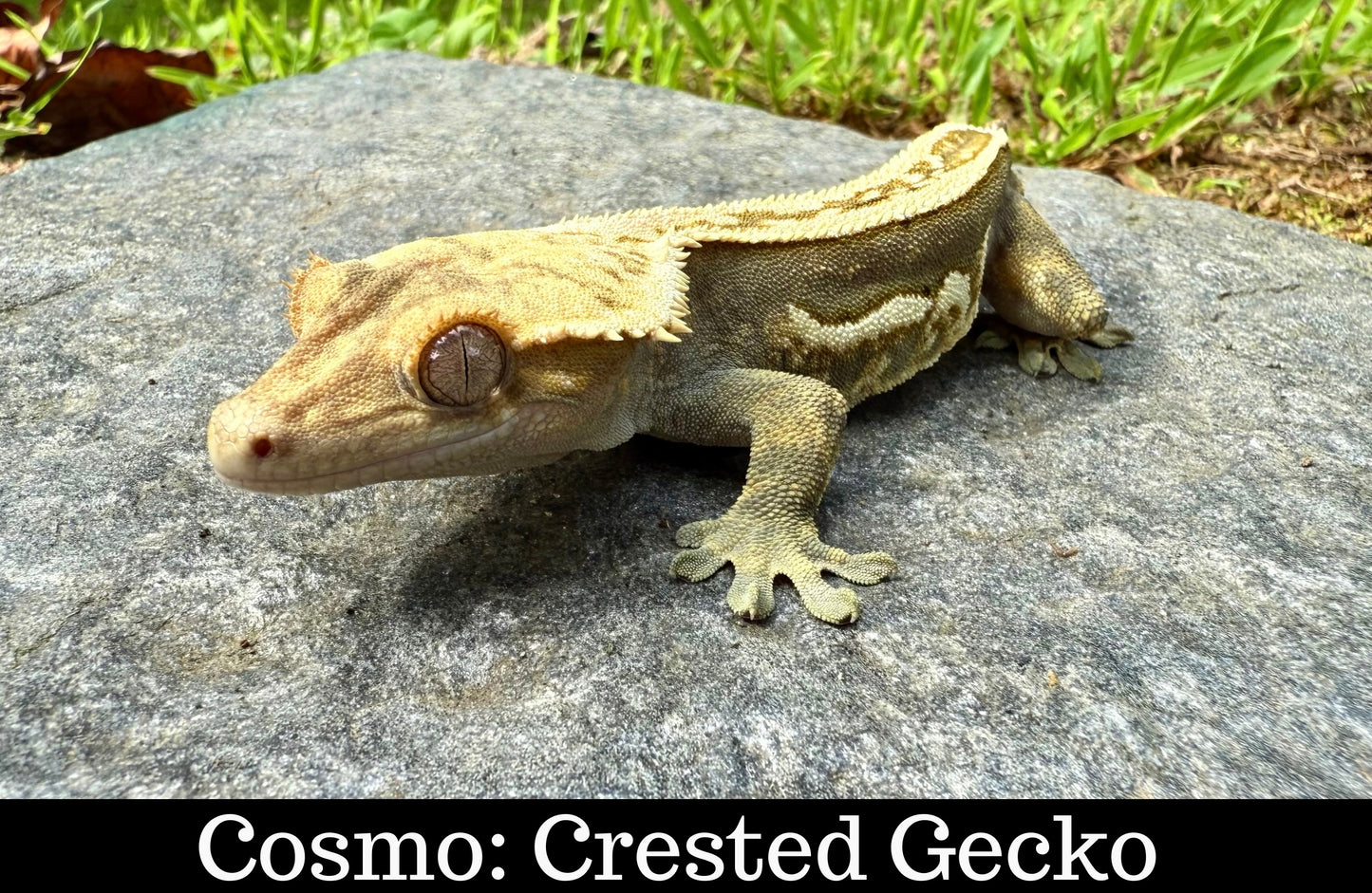 Meet Our Animal Ambassadors