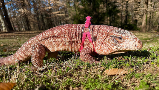 STEM in Motion: Zoology & Life Sciences Course